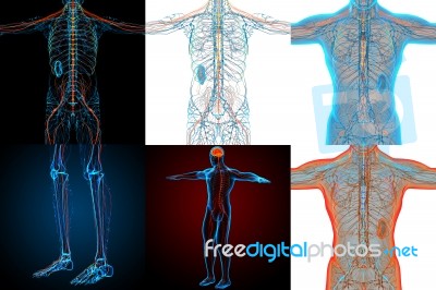 3d Rendering Medical Illustration Of The Nerve System Stock Image