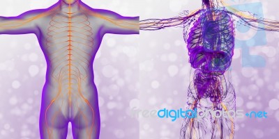 3d Rendering Medical Illustration Of The Nerve System Stock Image