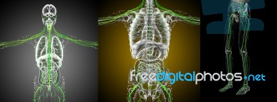 3d Rendering Medical Illustration Of The Nerve System Stock Image