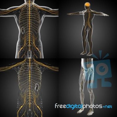 3d Rendering Medical Illustration Of The Nerve System Stock Image