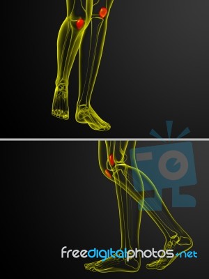 3d Rendering Medical Illustration Of The Patella Bone Stock Image