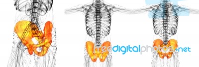 3d Rendering Medical Illustration Of The Pelvis Bone Stock Image