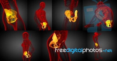 3d Rendering Medical Illustration Of The Pelvis Bone Stock Image