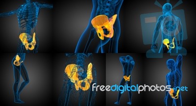 3d Rendering Medical Illustration Of The Pelvis Bone Stock Image