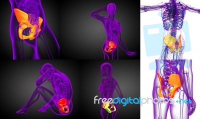 3d Rendering Medical Illustration Of The Pelvis Bone Stock Image