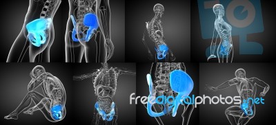 3d Rendering Medical Illustration Of The Pelvis Bone Stock Image