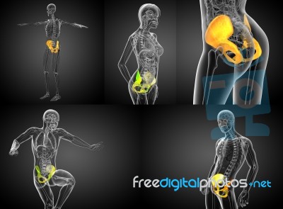 3d Rendering Medical Illustration Of The Pelvis Bone Stock Image