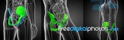 3d Rendering Medical Illustration Of The Pelvis Bone Stock Image