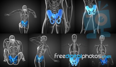 3d Rendering Medical Illustration Of The Pelvis Bone Stock Image