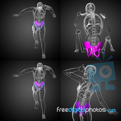 3d Rendering Medical Illustration Of The Pelvis Bone Stock Image