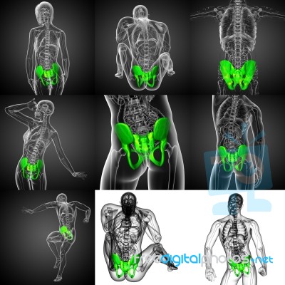 3d Rendering Medical Illustration Of The Pelvis Bone Stock Image