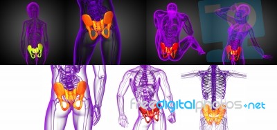 3d Rendering Medical Illustration Of The Pelvis Bone Stock Image