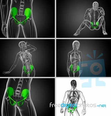 3d Rendering Medical Illustration Of The Pelvis Bone Stock Image