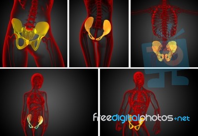 3d Rendering Medical Illustration Of The Pelvis Bone Stock Image