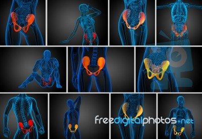 3d Rendering Medical Illustration Of The Pelvis Bone Stock Image