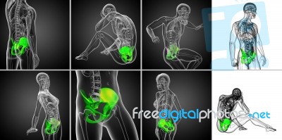 3d Rendering  Medical Illustration Of The Pelvis Bone Stock Image