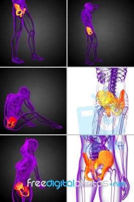 3d Rendering  Medical Illustration Of The Pelvis Bone Stock Image