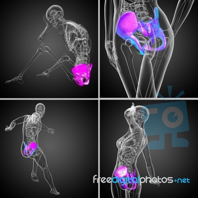 3d Rendering Medical Illustration Of The Pelvis Bone Stock Image