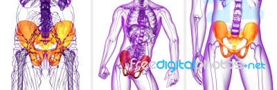 3d Rendering Medical Illustration Of The Pelvis Bone Stock Image