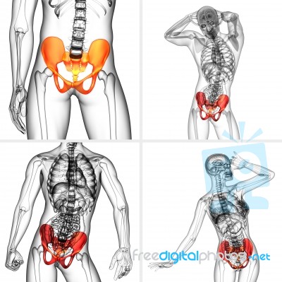 3d Rendering Medical Illustration Of The Pelvis Bone Stock Image