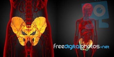 3d Rendering  Medical Illustration Of The Pelvis Bone Stock Image