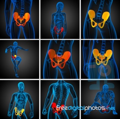 3d Rendering Medical Illustration Of The Pelvis Bone Stock Image