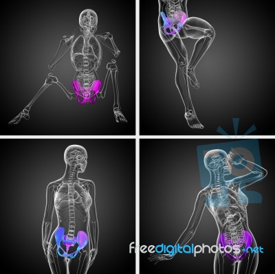 3d Rendering Medical Illustration Of The Pelvis Bone Stock Image