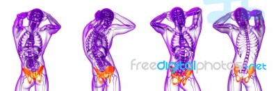 3d Rendering Medical Illustration Of The Pelvis Bone Stock Image