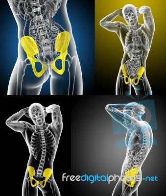 3d Rendering Medical Illustration Of The Pelvis Bone Stock Image