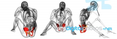 3d Rendering Medical Illustration Of The Pelvis Bone Stock Image