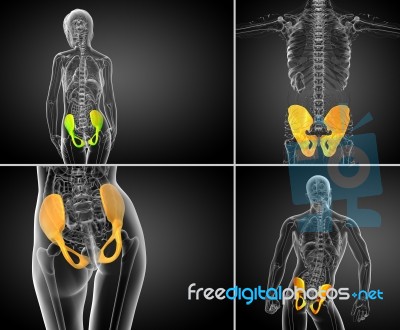 3d Rendering  Medical Illustration Of The Pelvis Bone Stock Image