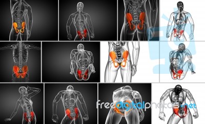 3d Rendering Medical Illustration Of The Pelvis Bone Stock Image