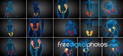 3d Rendering  Medical Illustration Of The Pelvis Bone Stock Image