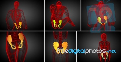 3d Rendering Medical Illustration Of The Pelvis Bone Stock Image