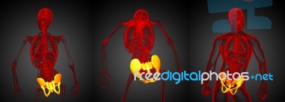 3d Rendering Medical Illustration Of The Pelvis Bone Stock Image