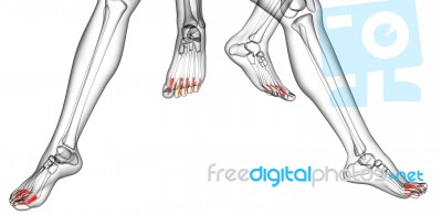 3d Rendering Medical Illustration Of The Phalanges Foot Stock Image