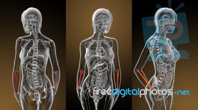 3d Rendering Medical Illustration Of The Radius Bone Stock Image