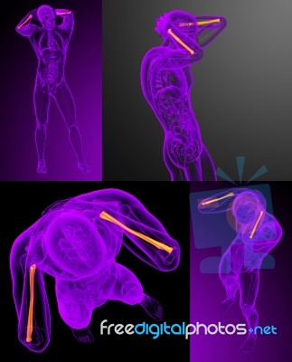 3d Rendering Medical Illustration Of The Radius Bone Stock Image