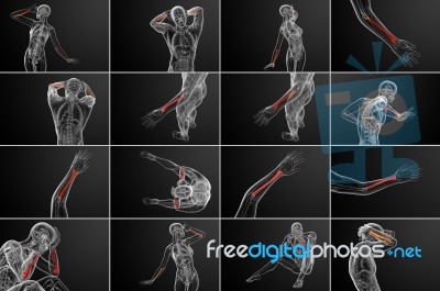 3d Rendering Medical Illustration Of The Radius Bone Stock Image