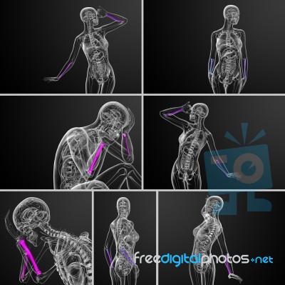 3d Rendering Medical Illustration Of The Radius Bone Stock Image