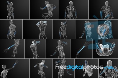 3d Rendering  Medical Illustration Of The Radius Bone Stock Image