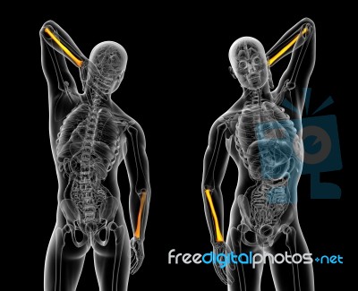 3d Rendering Medical Illustration Of The Radius Bone Stock Image