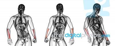 3d Rendering Medical Illustration Of The Radius Bone Stock Image