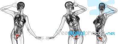 3d Rendering Medical Illustration Of The Reproductive System Stock Image