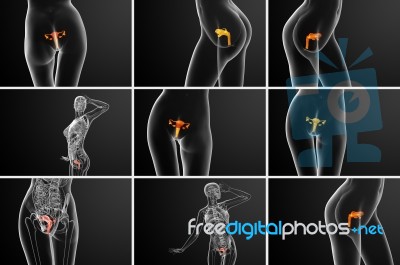 3d Rendering Medical Illustration Of The Reproductive System Stock Image