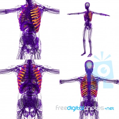 3d Rendering Medical Illustration Of The Ribcage Stock Image