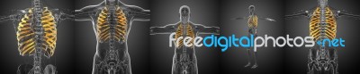 3d Rendering Medical Illustration Of The Ribcage Stock Image