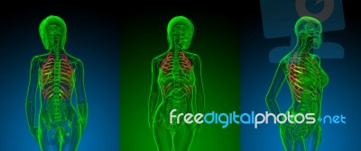 3d Rendering Medical Illustration Of The Ribcage Stock Image