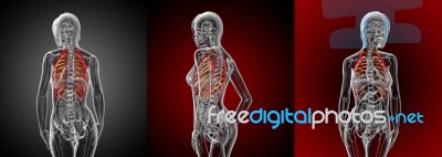 3d Rendering Medical Illustration Of The Ribcage Stock Image