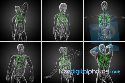 3d Rendering  Medical Illustration Of The Ribcage Stock Image